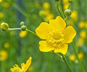 Scharfer Hahnenfuß